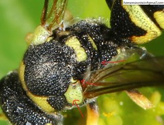 Jucancistrocerus