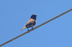 Sporophila cinnamomea