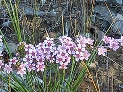 Pericalymma ellipticum