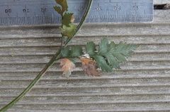 Polystichum oculatum