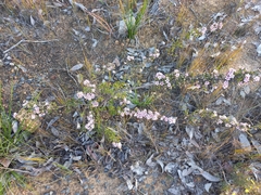 Pericalymma ellipticum