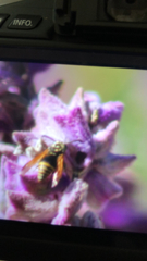 Brachygastra mellifica