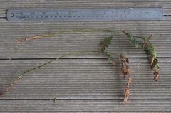 Polystichum oculatum