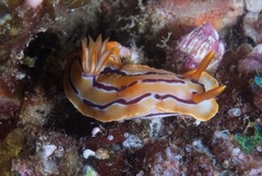 Hypselodoris regina