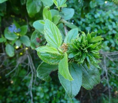 Asphondylia ceanothi