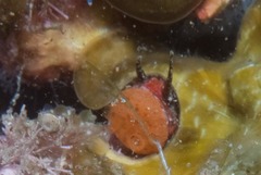 Thylacodes natalensis