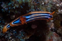 Chromodoris celinae