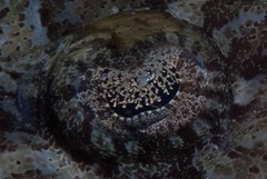 Papilloculiceps longiceps