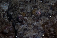 Papilloculiceps longiceps