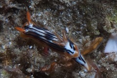 Chromodoris strigata