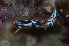 Chromodoris strigata