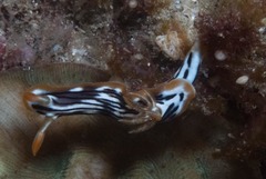 Chromodoris strigata