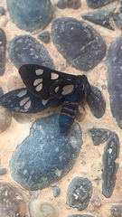 Amata mogadorensis