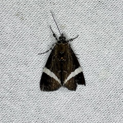 Coenotoca subaspersa