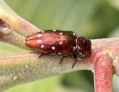 Diphucrania albosparsa