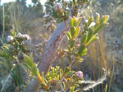 Pericalymma ellipticum