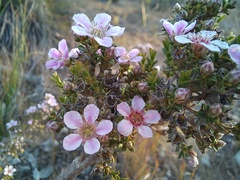 Pericalymma ellipticum