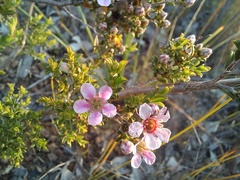 Pericalymma ellipticum