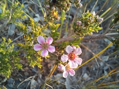 Pericalymma ellipticum