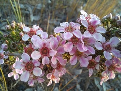 Pericalymma ellipticum