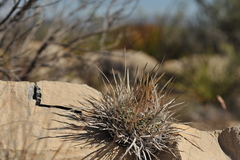 Echinofossulocactus lloydii