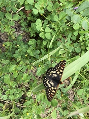 Euphydryas chalcedona chalcedona