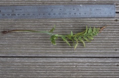 Asplenium appendiculatum appendiculatum