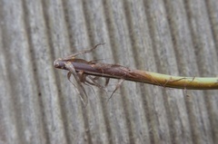 Asplenium appendiculatum appendiculatum