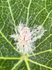 Scolypopa australis