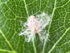 Scolypopa australis