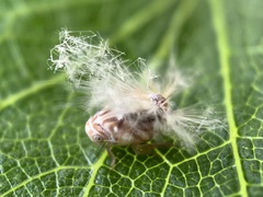 Scolypopa australis