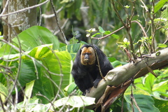 Pithecia chrysocephala