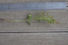 Asplenium appendiculatum appendiculatum