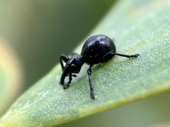 Rhynolaccus formicarius