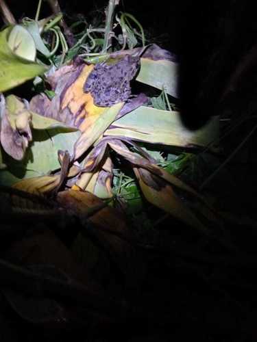 Fejervarya limnocharis