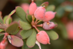 Berberis wilsoniae