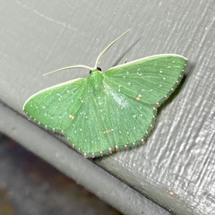 Prasinocyma iosticta