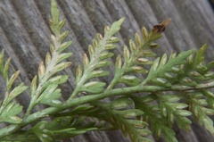 Asplenium appendiculatum appendiculatum