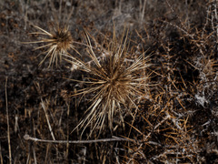 Echinops polyceras