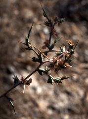 Noaea mucronata