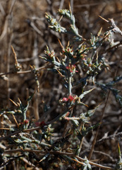 Noaea mucronata