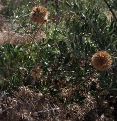 Echinops polyceras