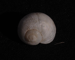 Helix engaddensis