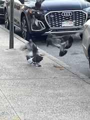 Columba livia domestica