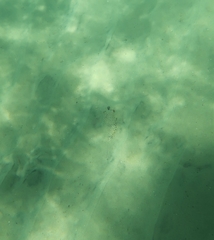 Tetractenos glaber