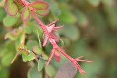 Berberis wilsoniae