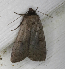 Protolampra rufipectus