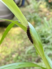 Pyrocoelia praetexta