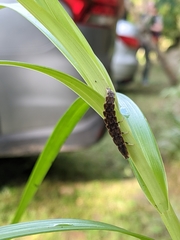 Pyrocoelia praetexta
