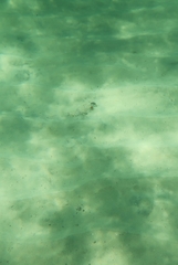 Tetractenos glaber